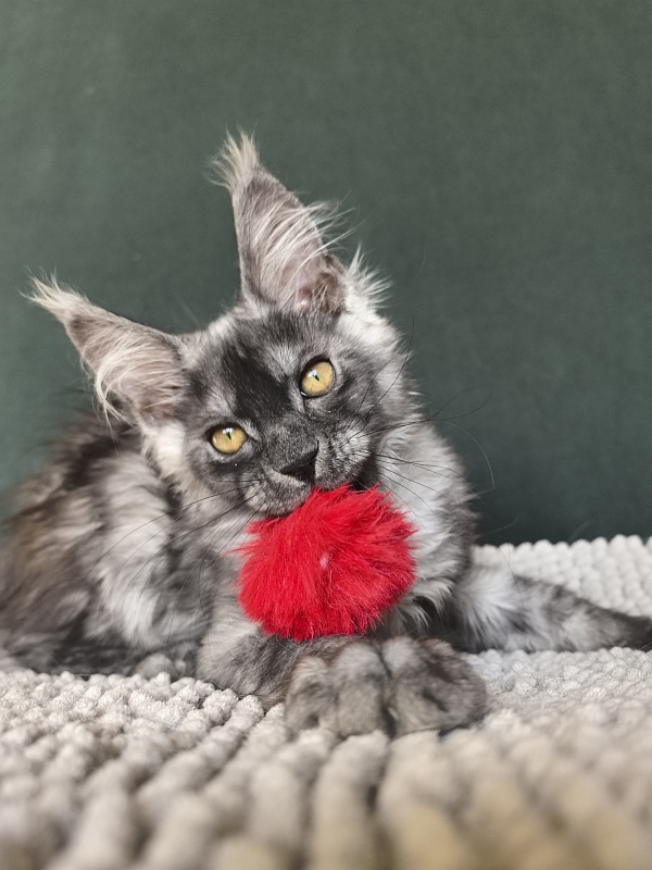 Caspar Akbars - Kitten maine-coon 2 months 3.5 weeks