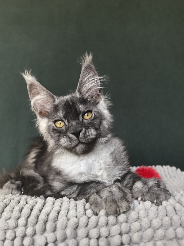 Caspar Akbars - Kitten maine-coon 2 months 3.5 weeks