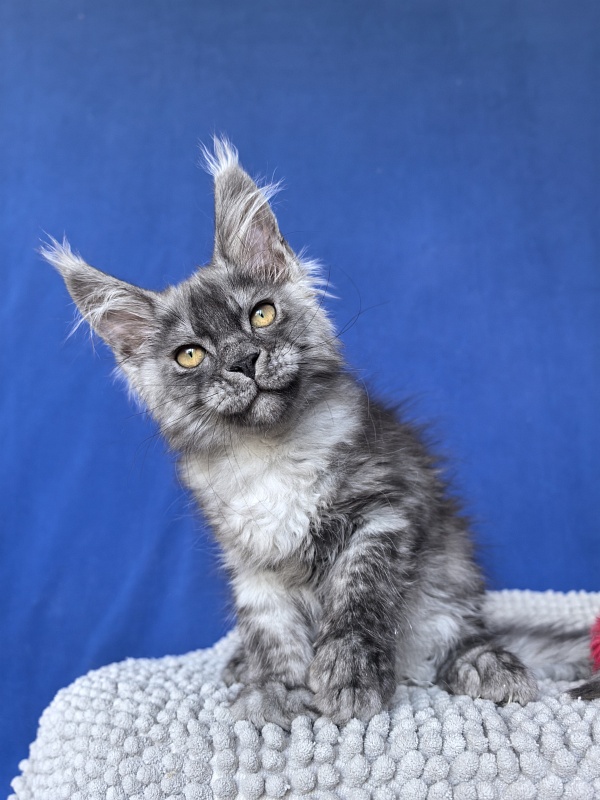 Caspar Akbars - Kitten maine-coon 2 months 2 weeks