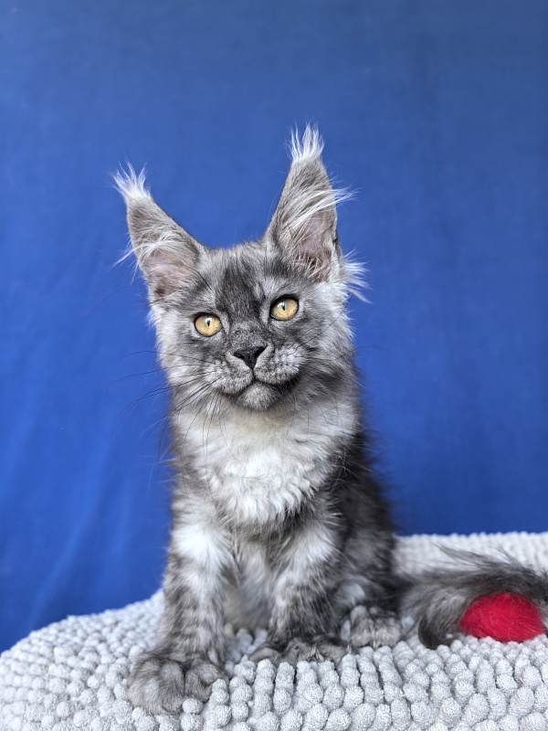 Caspar Akbars - Kitten maine-coon 2 months 2 weeks