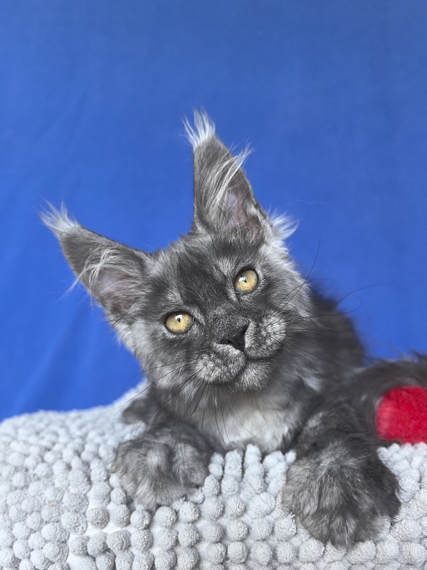 Caspar Akbars - Kitten maine-coon 2 months 2 weeks