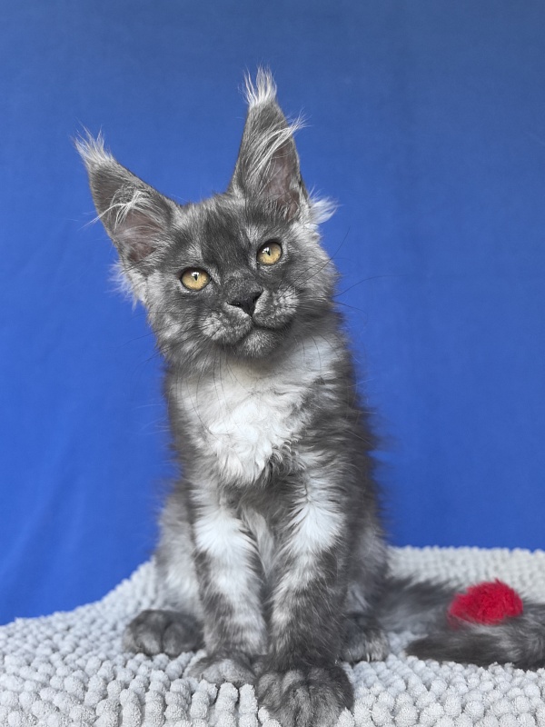 Caspar Akbars - Kitten maine-coon 2 months 2 weeks