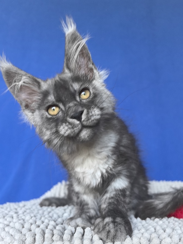 Caspar Akbars - Kitten maine-coon 2 months 2 weeks