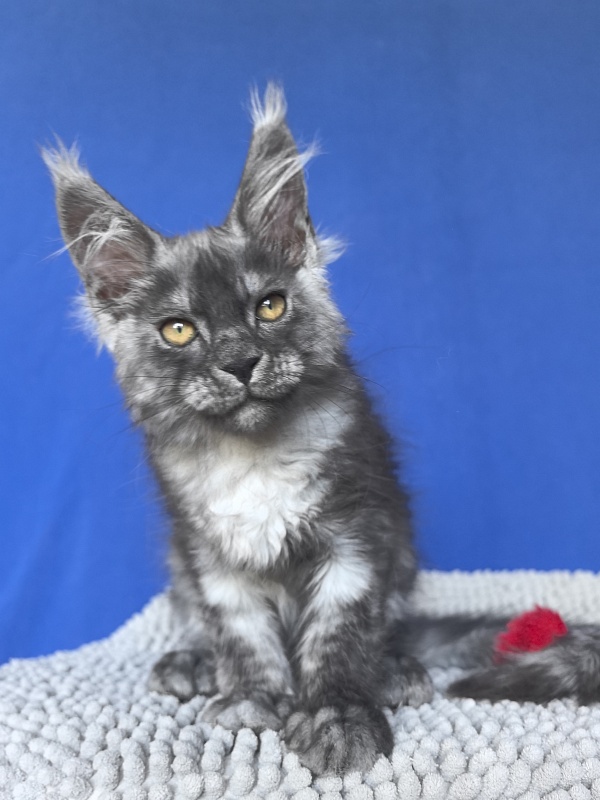 Caspar Akbars - Kitten maine-coon 2 months 2 weeks