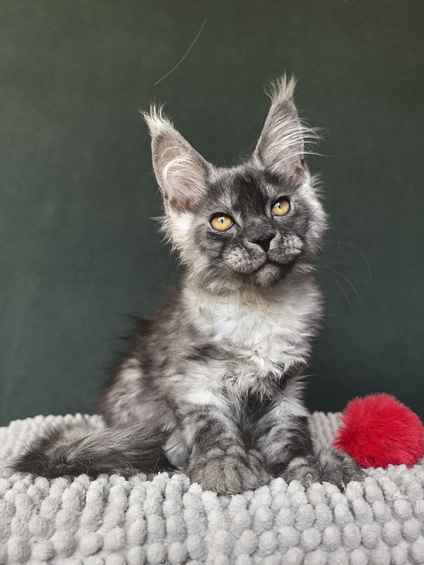 Caspar Akbars - Kitten maine-coon 2 months 3.5 weeks