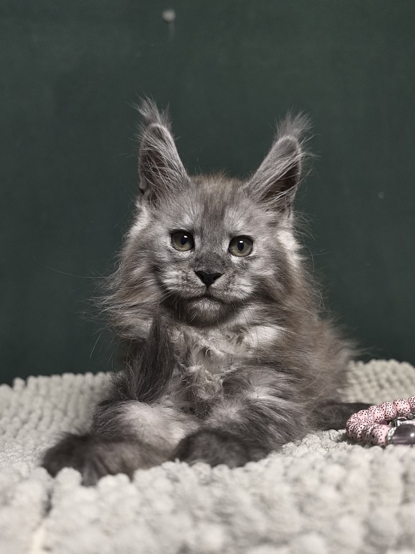 Diane Akbars - Kitten maine-coon 2 months