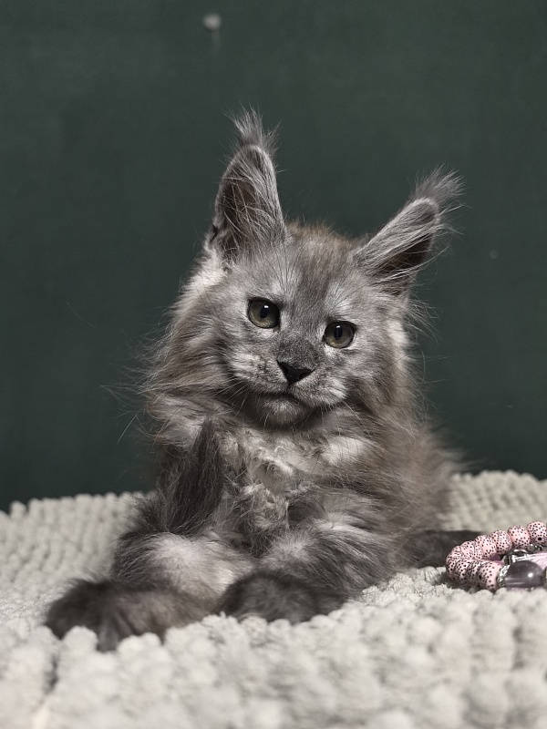 Diane Akbars - Kitten maine-coon 2 months