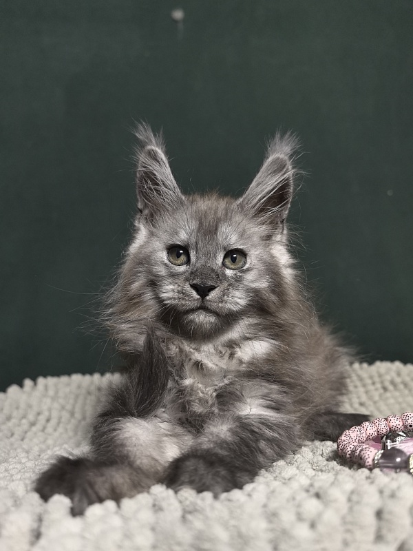 Diane Akbars - Kitten maine-coon 2 months