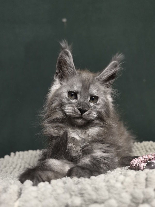 Diane Akbars - Kitten maine-coon 2 months