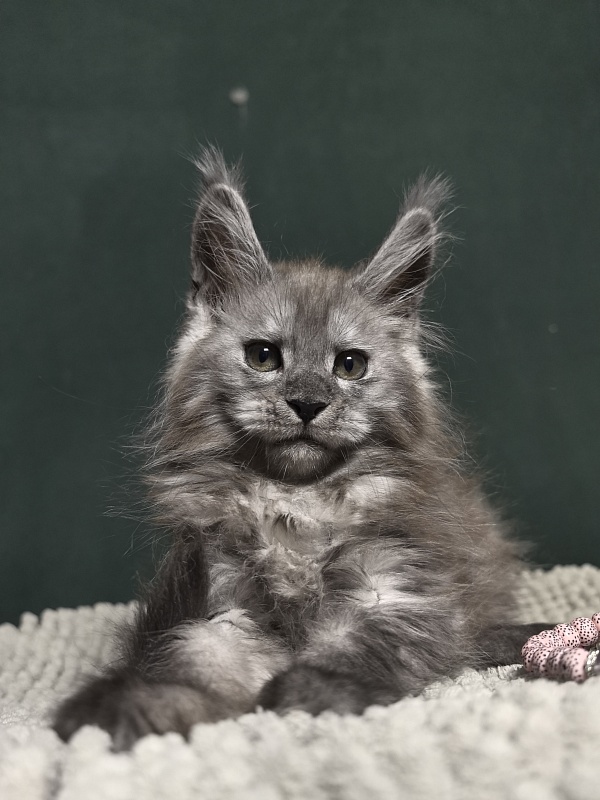 Diane Akbars - Kitten maine-coon 2 months
