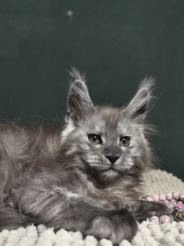 Diane Akbars - Kitten maine-coon 2 months