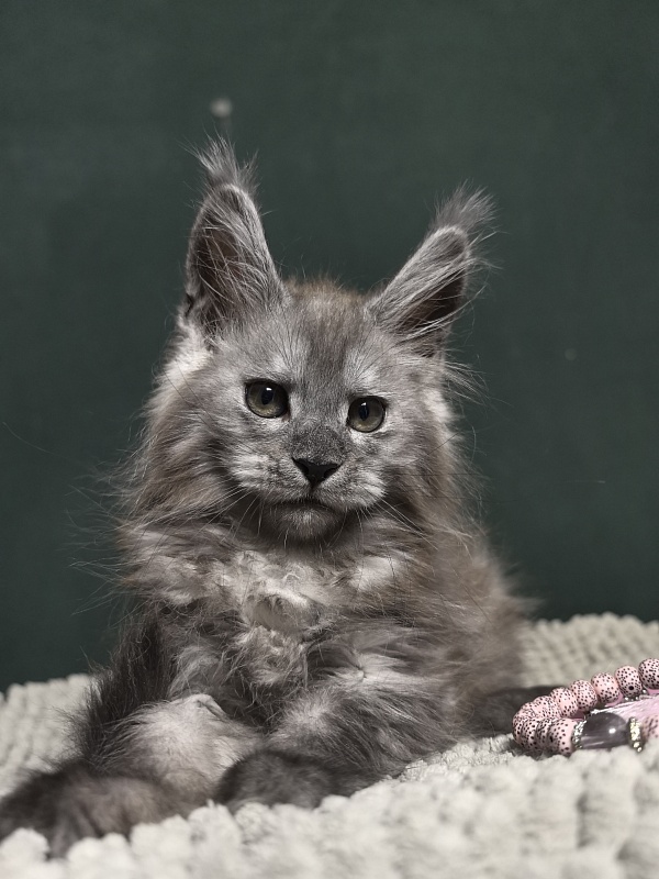 Diane Akbars - Kitten maine-coon 2 months