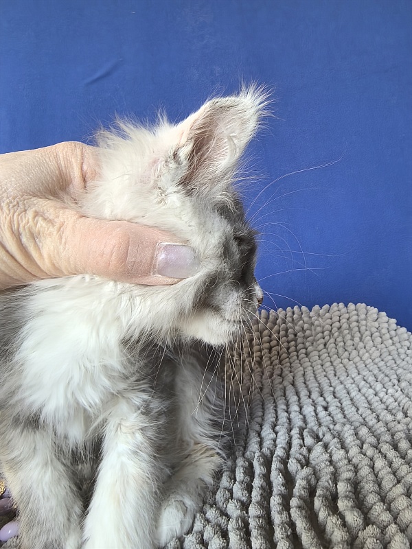 Iva Akbars - Kitten maine-coon 2 months