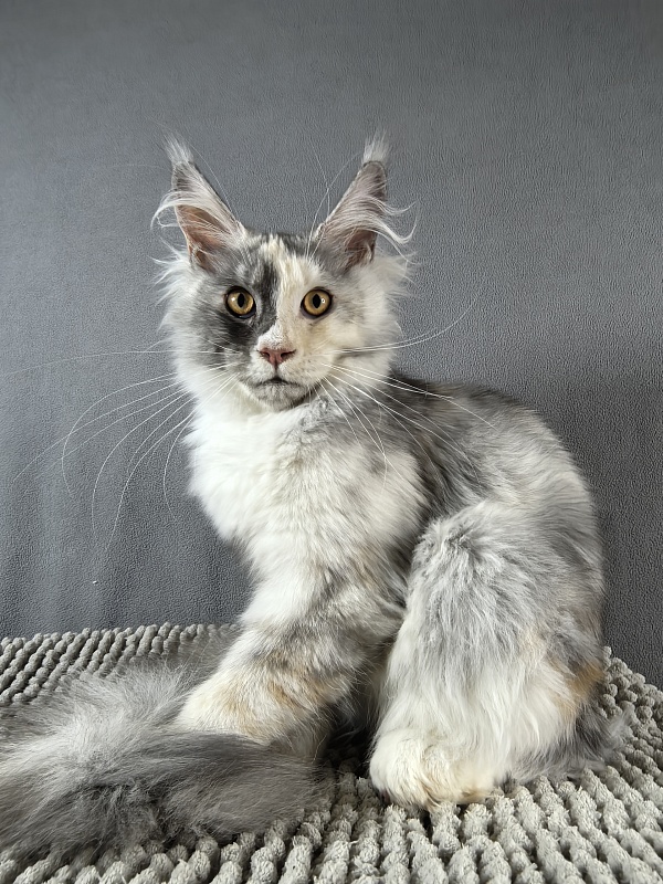 Iva Akbars - Kitten maine-coon 4 months 3.5 weeks