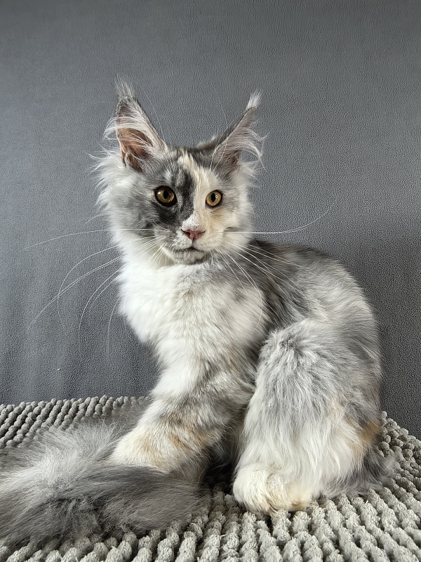 Iva Akbars - Kitten maine-coon 4 months 3.5 weeks