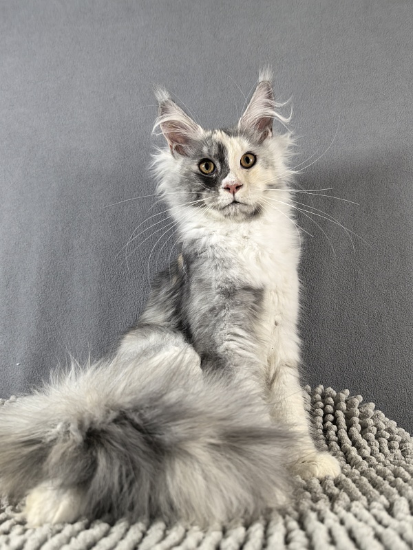 Iva Akbars - Kitten maine-coon 4 months 3.5 weeks