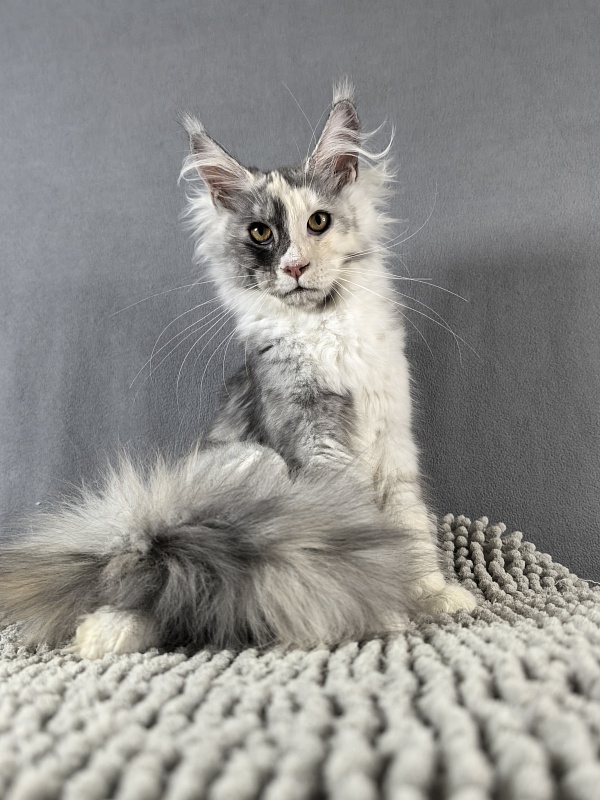 Iva Akbars - Kitten maine-coon 4 months 3.5 weeks
