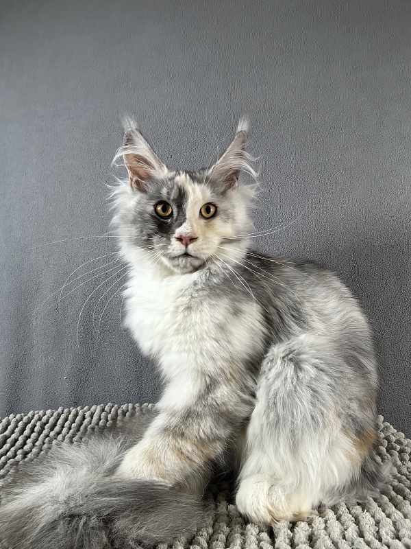 Iva Akbars - Kitten maine-coon 4 months 3.5 weeks