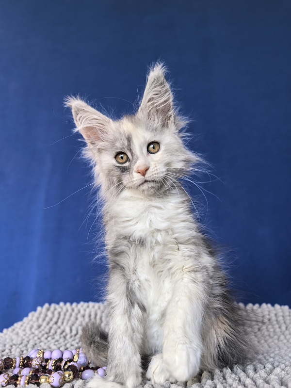 Iva Akbars - Kitten maine-coon 2 months