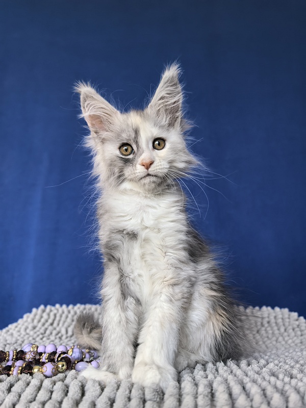 Iva Akbars - Kitten maine-coon 2 months