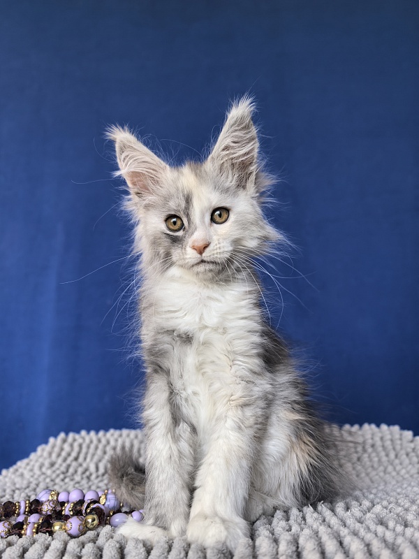 Iva Akbars - Kitten maine-coon 2 months