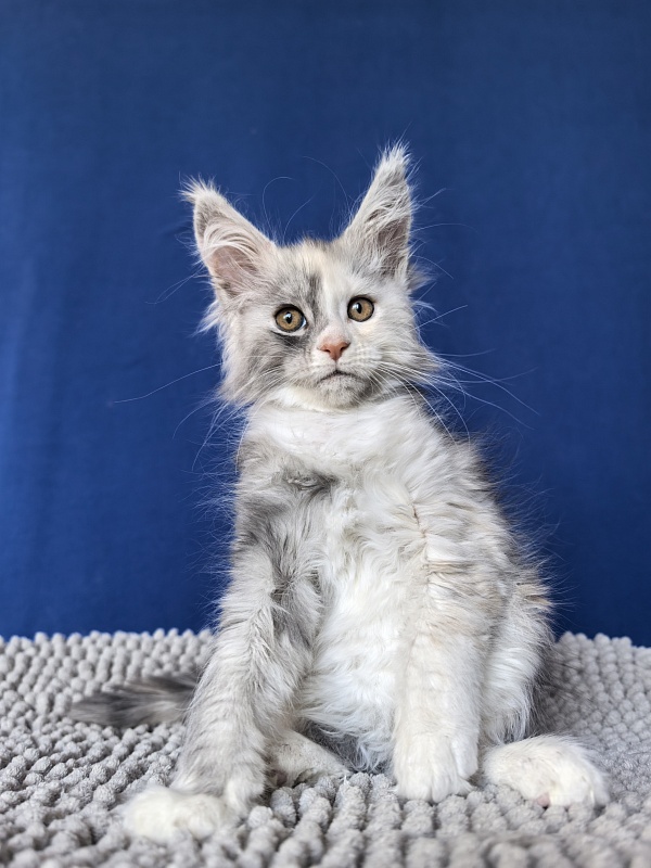 Iva Akbars - Kitten maine-coon 2 months