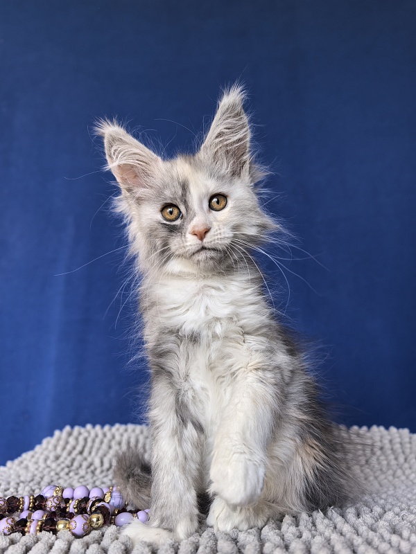 Iva Akbars - Kitten maine-coon 2 months