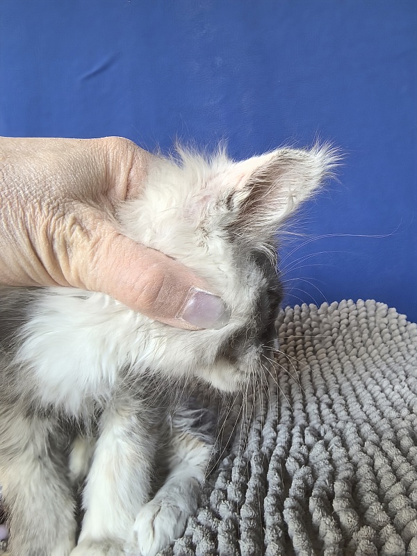 Iva Akbars - Kitten maine-coon 2 months