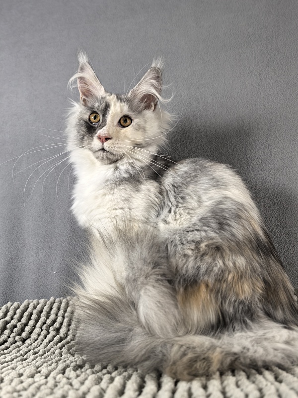 Iva Akbars - Kitten maine-coon 4 months 3.5 weeks