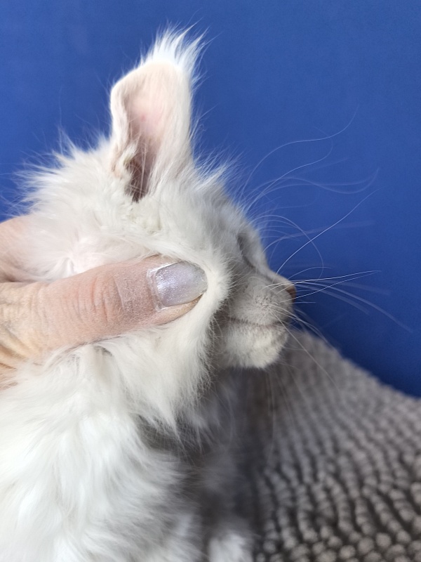 Jupiter Akbars polydactyl (66/66) - Kitten maine-coon 2 months
