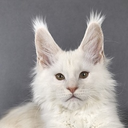Jupiter Akbars polydactyl (66/66)