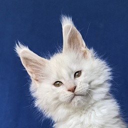 Jupiter Akbars polydactyl (66/66)