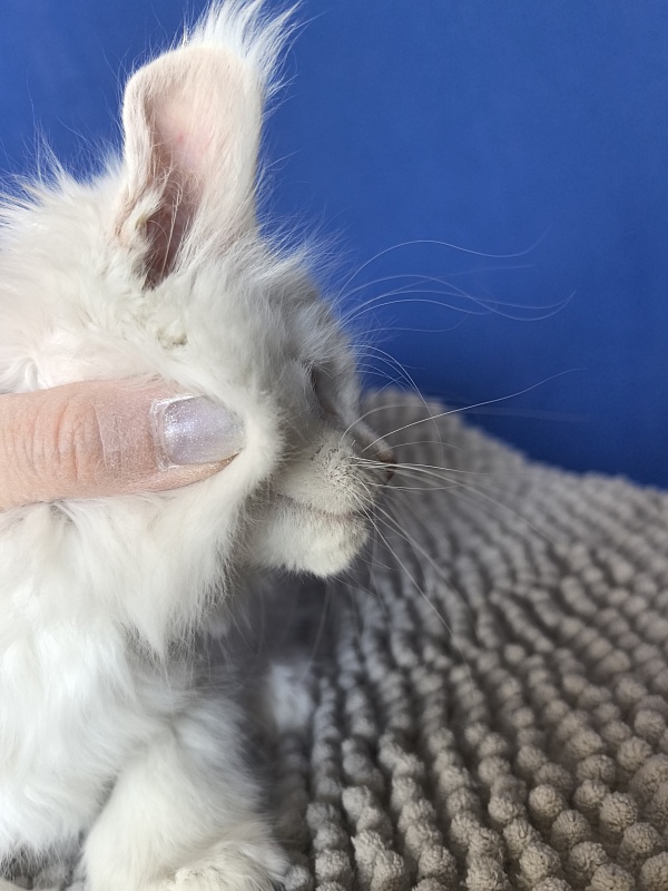 Jupiter Akbars polydactyl (66/66) - Kitten maine-coon 2 months