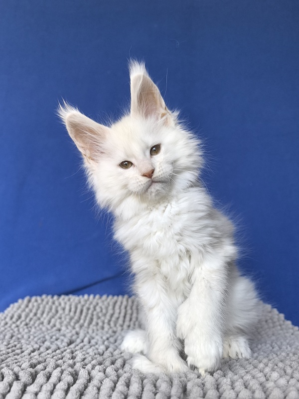 Jupiter Akbars polydactyl (66/66) - Kitten maine-coon 2 months