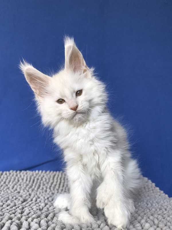 Jupiter Akbars polydactyl (66/66) - Kitten maine-coon 2 months