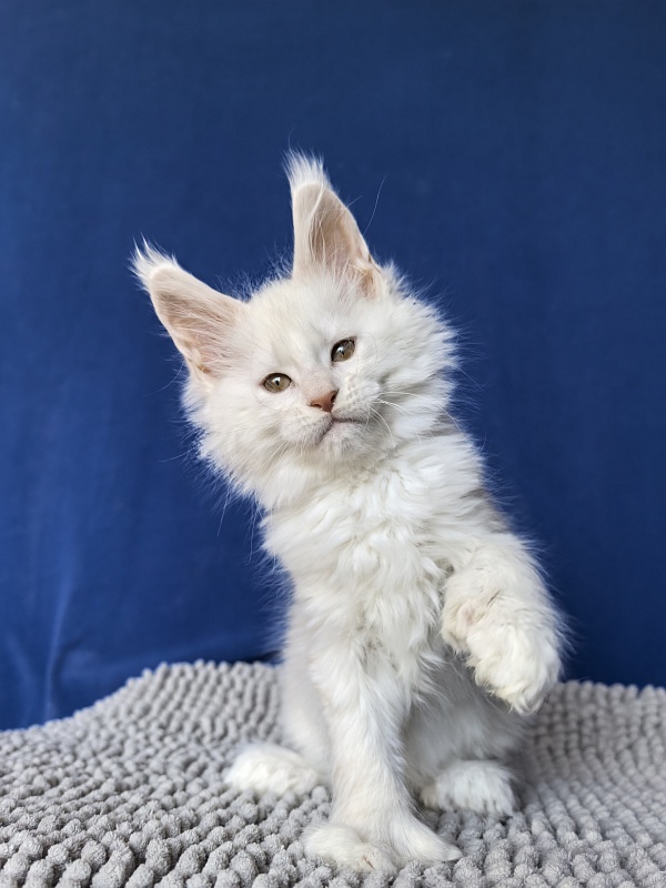 Jupiter Akbars polydactyl (66/66) - Kitten maine-coon 2 months