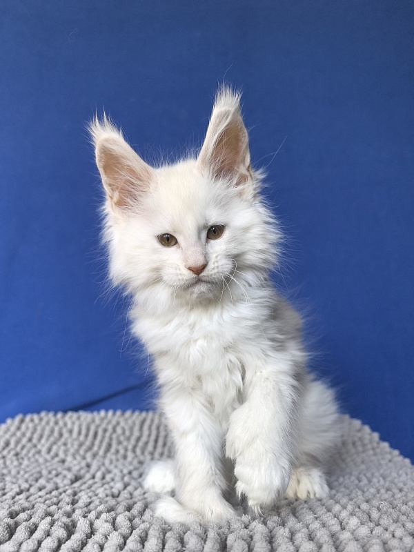 Jupiter Akbars polydactyl (66/66) - Kitten maine-coon 2 months