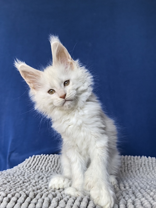 Jupiter Akbars polydactyl (66/66) - Kitten maine-coon 2 months