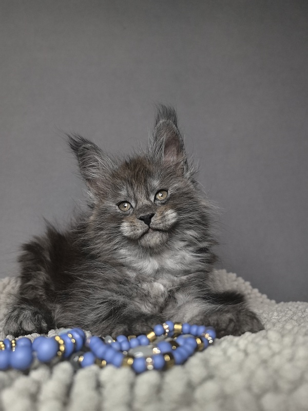 Baxter Akbars - Kitten maine-coon 1 month 3 weeks
