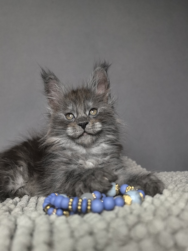 Baxter Akbars - Kitten maine-coon 1 month 3 weeks