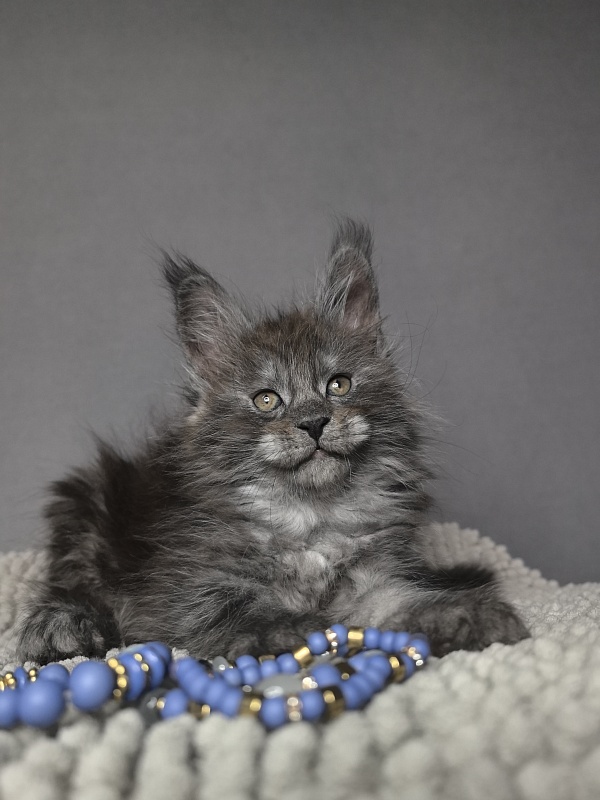 Baxter Akbars - Kitten maine-coon 1 month 3 weeks