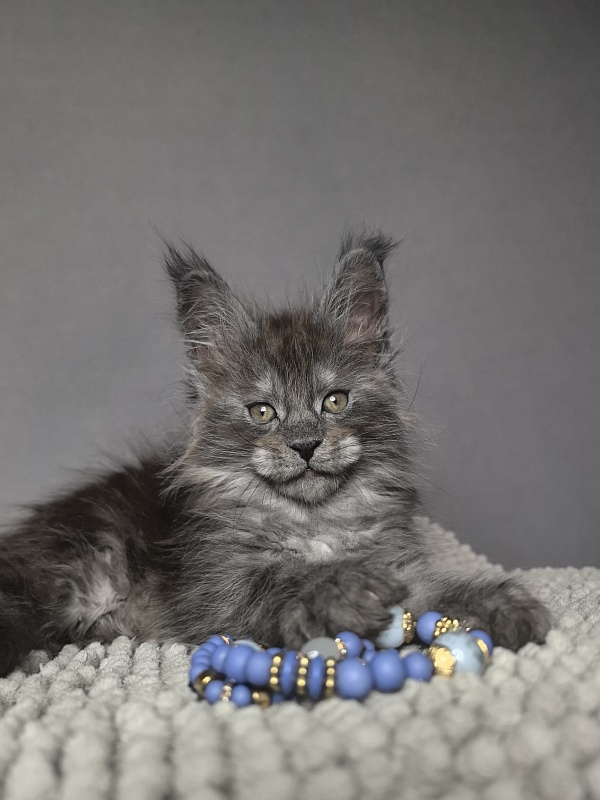 Baxter Akbars - Kitten maine-coon 1 month 3 weeks