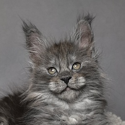 Baxter Akbars