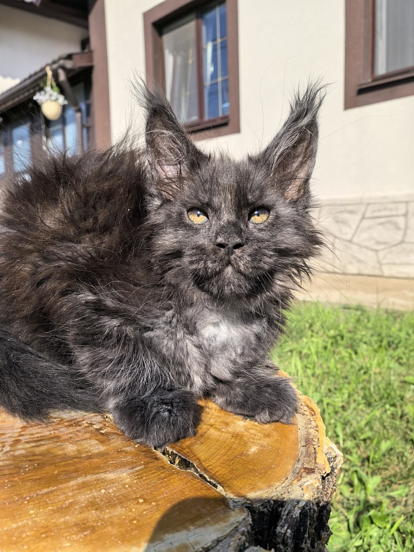 Rapira Akbars - Kitten maine-coon 2 months