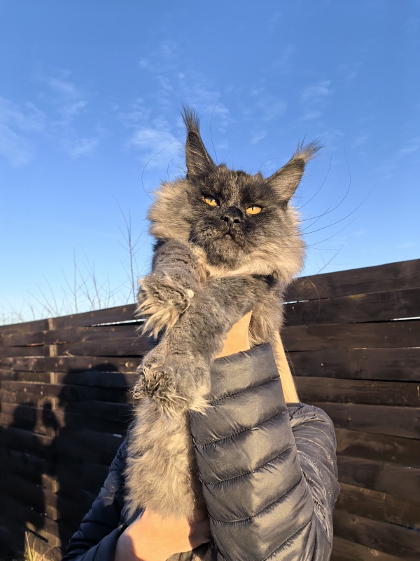 Rapira Akbars - Junior maine-coon 7 months