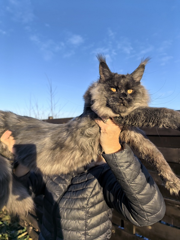 Rapira Akbars - Junior maine-coon 7 months