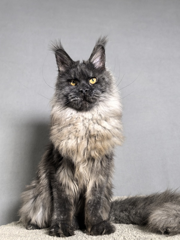 Rapira Akbars - Adult maine-coon 1 year