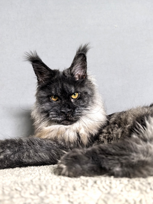 Rapira Akbars - Adult maine-coon 1 year