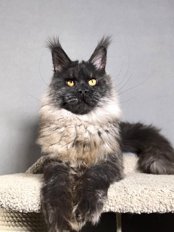 Rapira Akbars - Adult maine-coon 1 year
