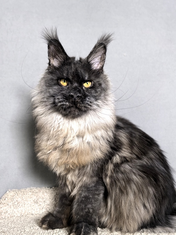 Rapira Akbars - Adult maine-coon 1 year